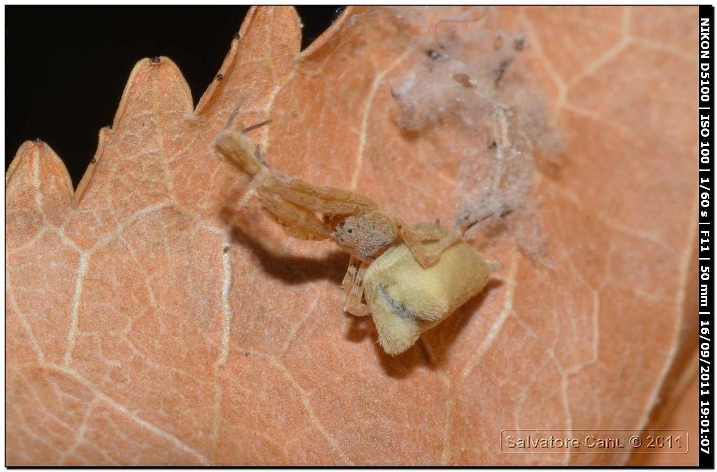 Uloborus plumipes