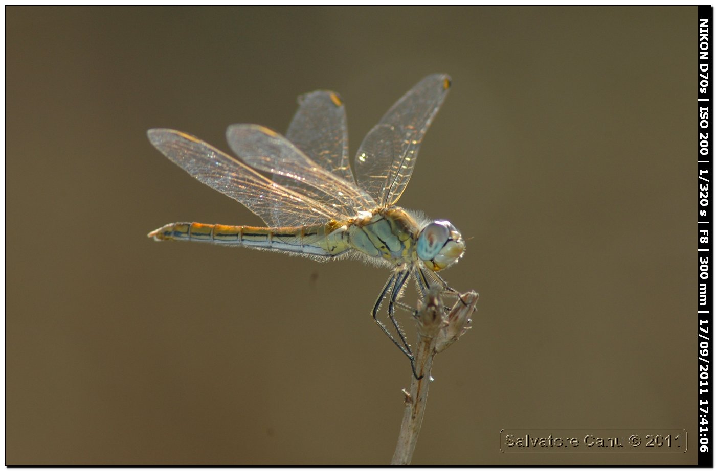 Sympetrum fonscolombii