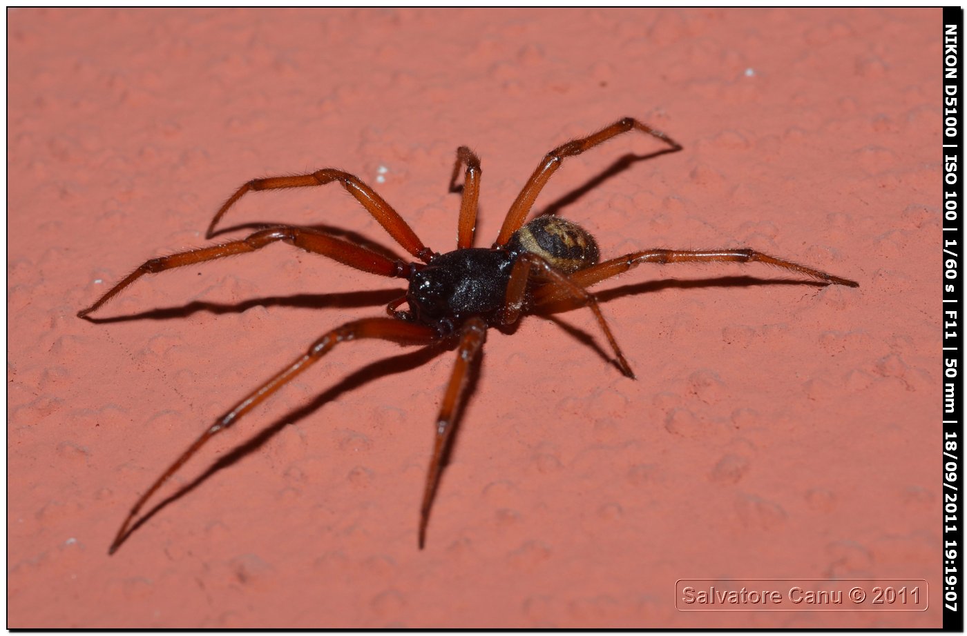 Steatoda nobilis