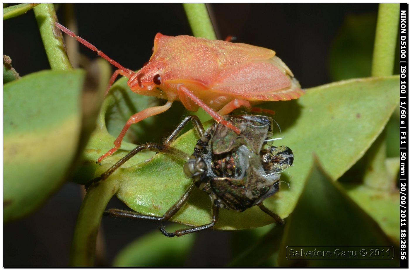 Pentatomidae sorpreso dopo l''ultima muta - Carpocoris sp.