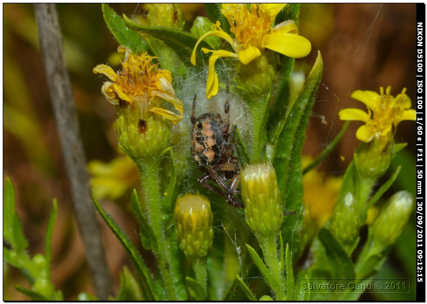 Larinioides sp.