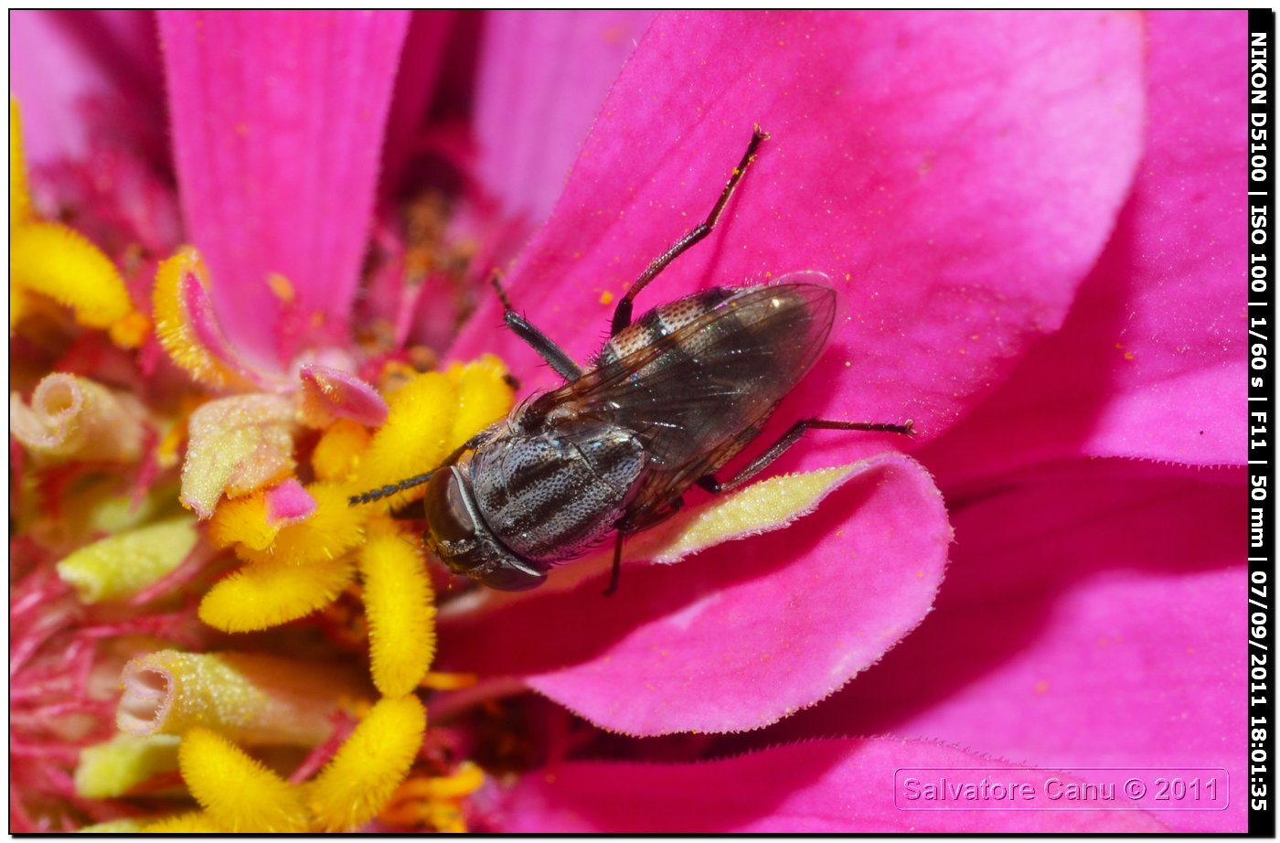 Calliphoridae, Stomorhina lunata femmina