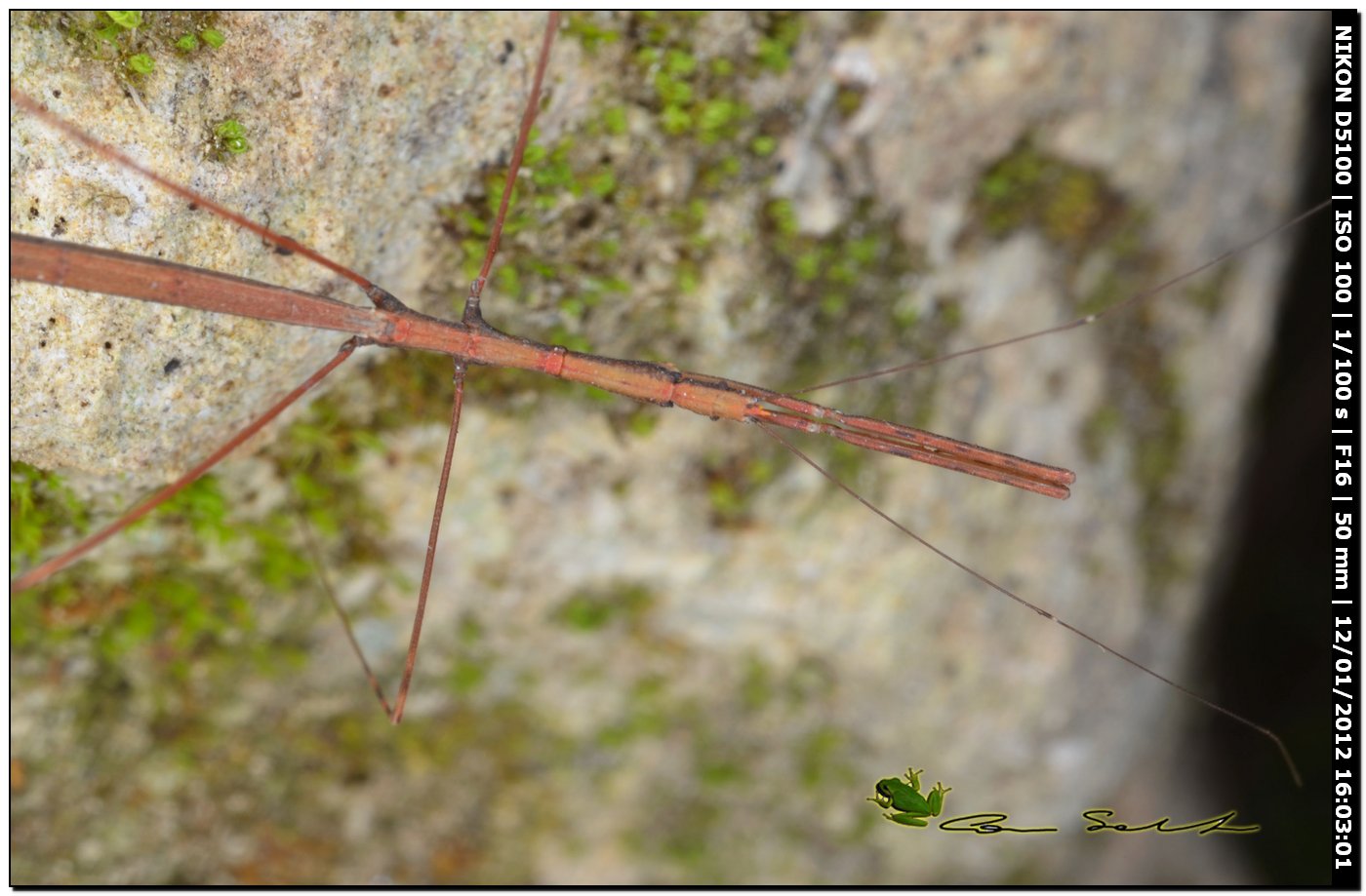 eterottero Reduviidae Emisinae della Sardegna