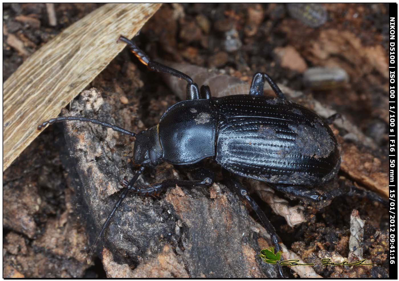 Carabidae, no Tenebrionidae... Probaticus ebeninus ebeninus