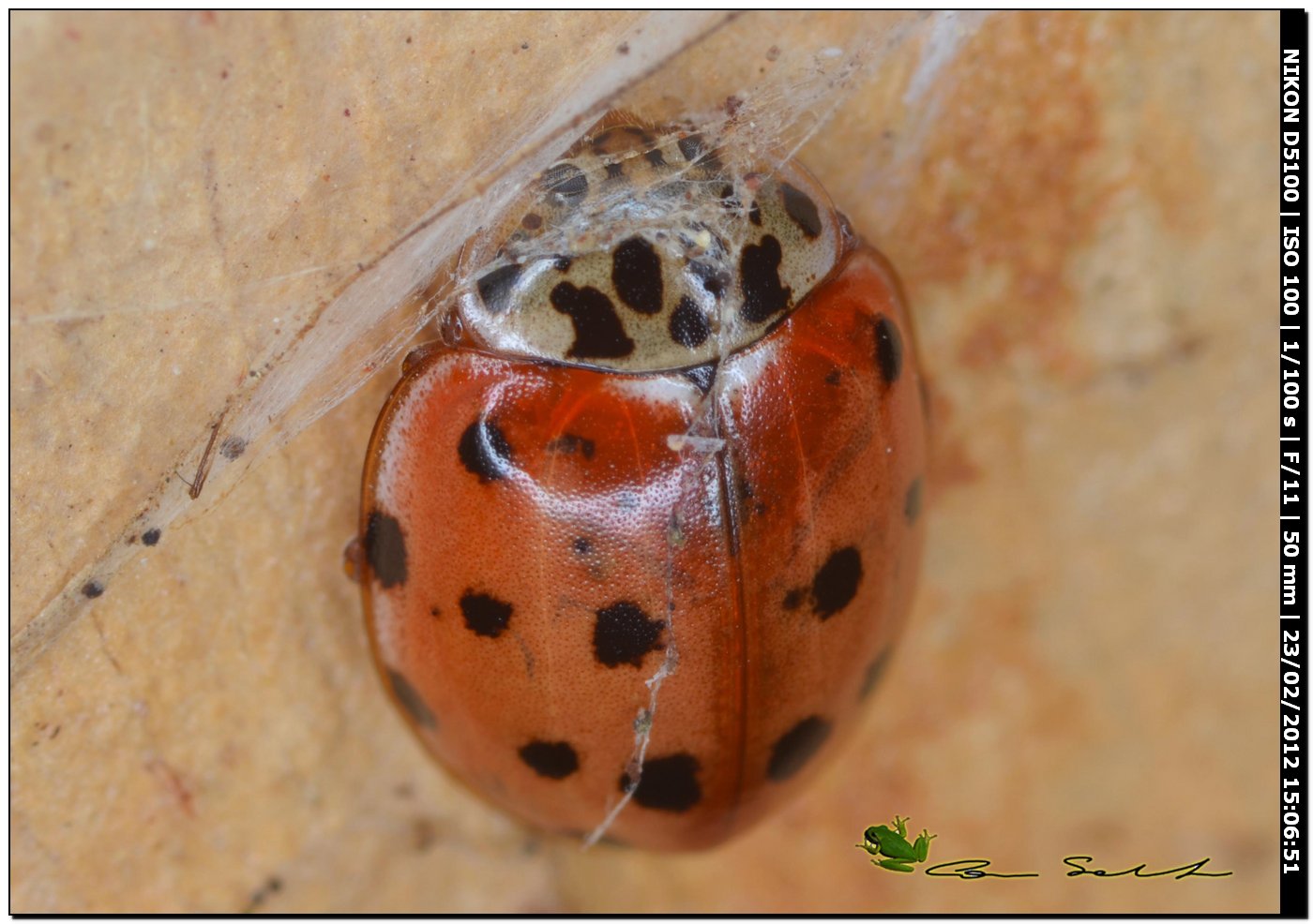 Coccinellidae da Uri