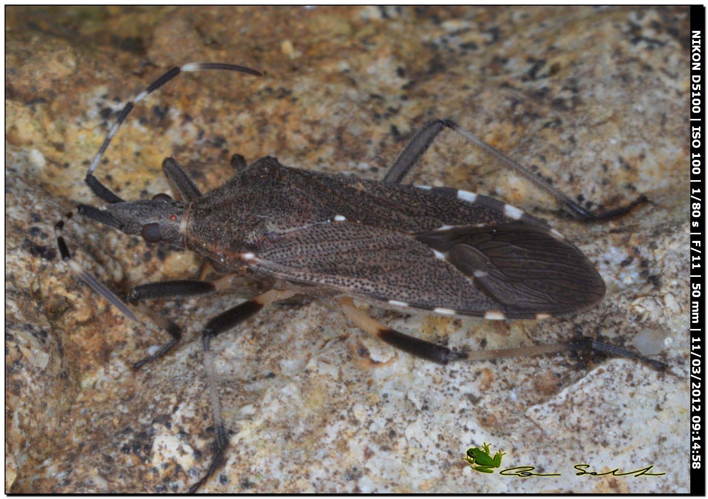 Stenocephalidae: Dicranocephalus agilis della Sardegna