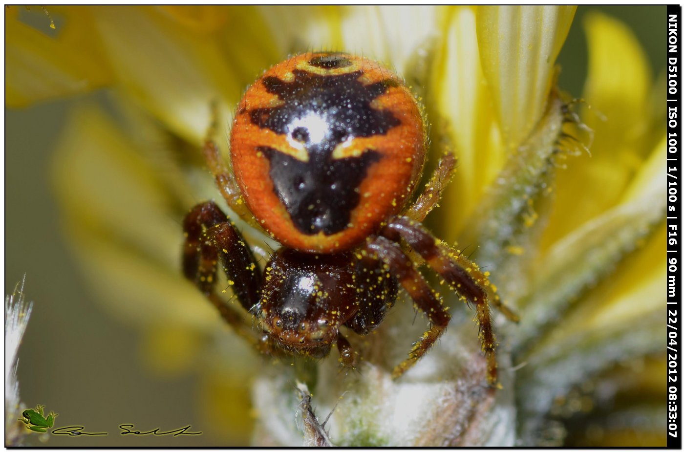 Synema globosum