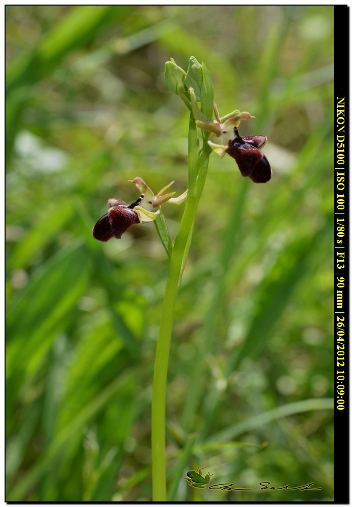 Ophrys a ... sorpresa