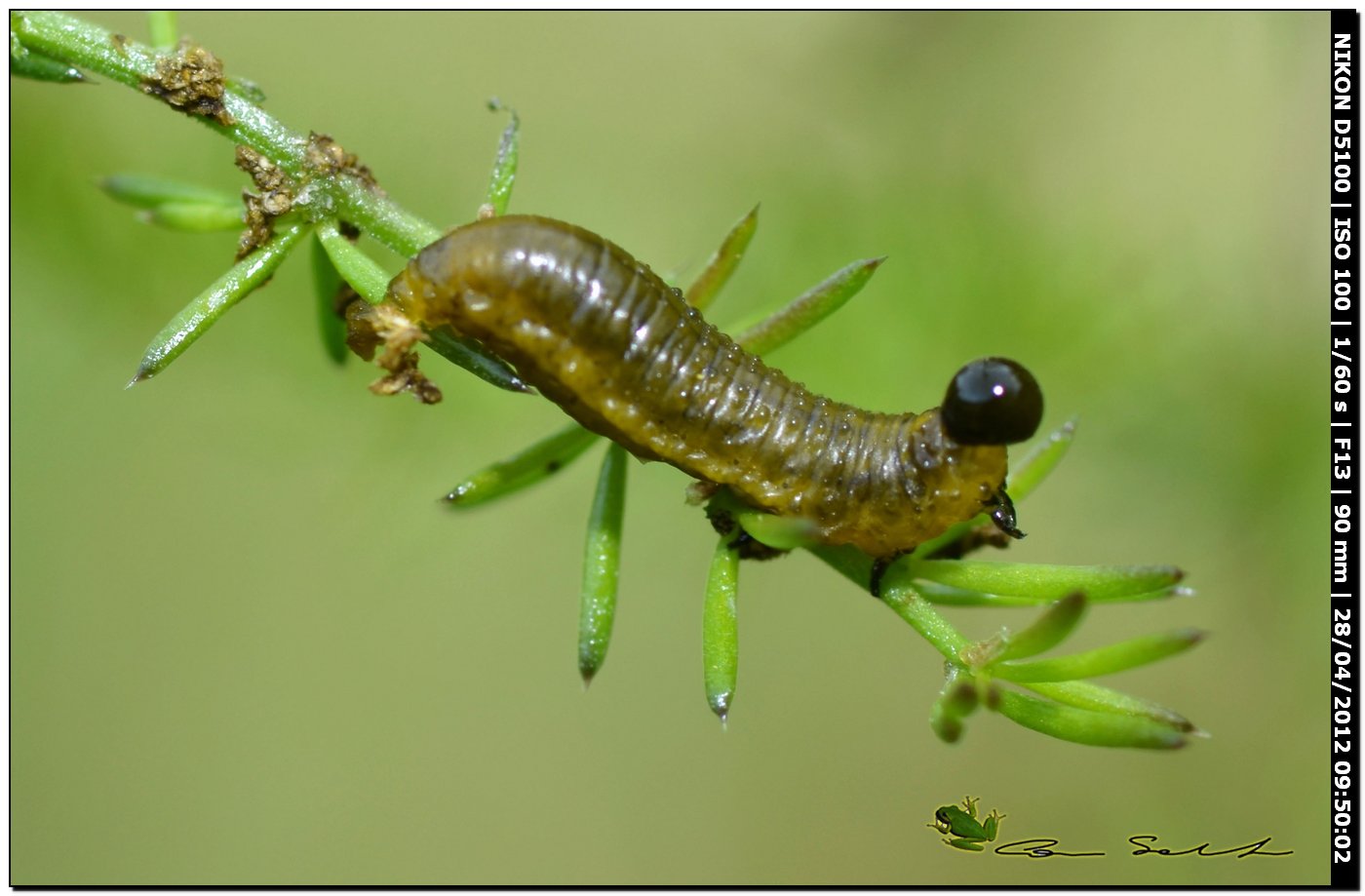 Larva di dittero?