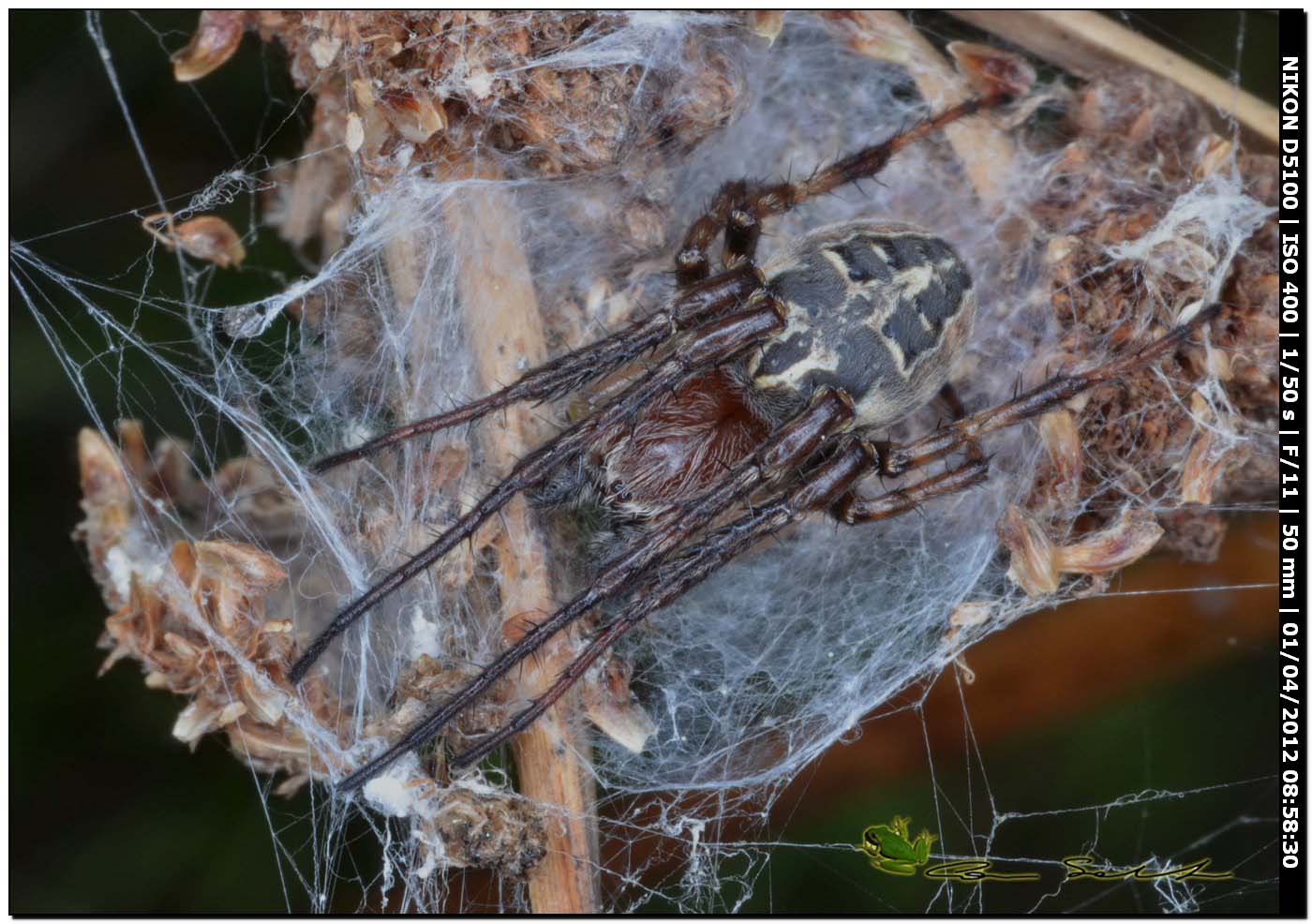 Larinoides sp. ♂