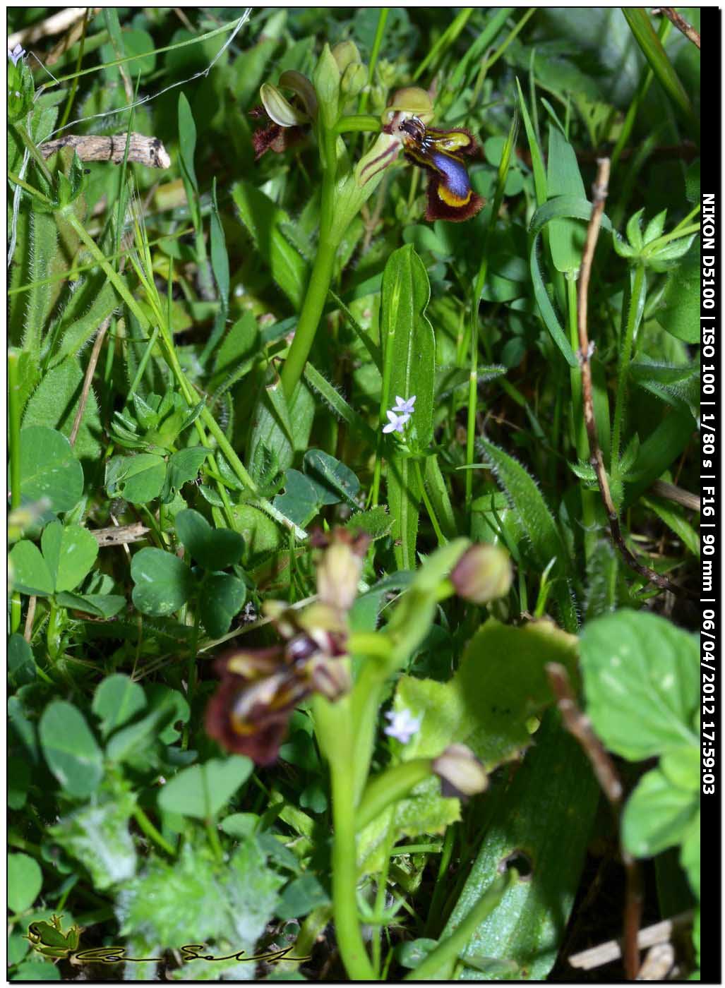 Orchidea selvatica 2 - Ophrys speculum