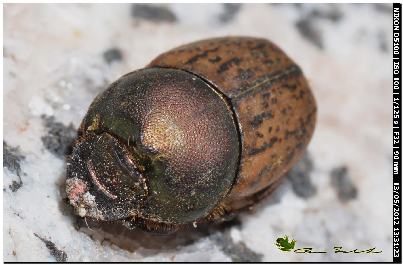 Onthophagus vacca