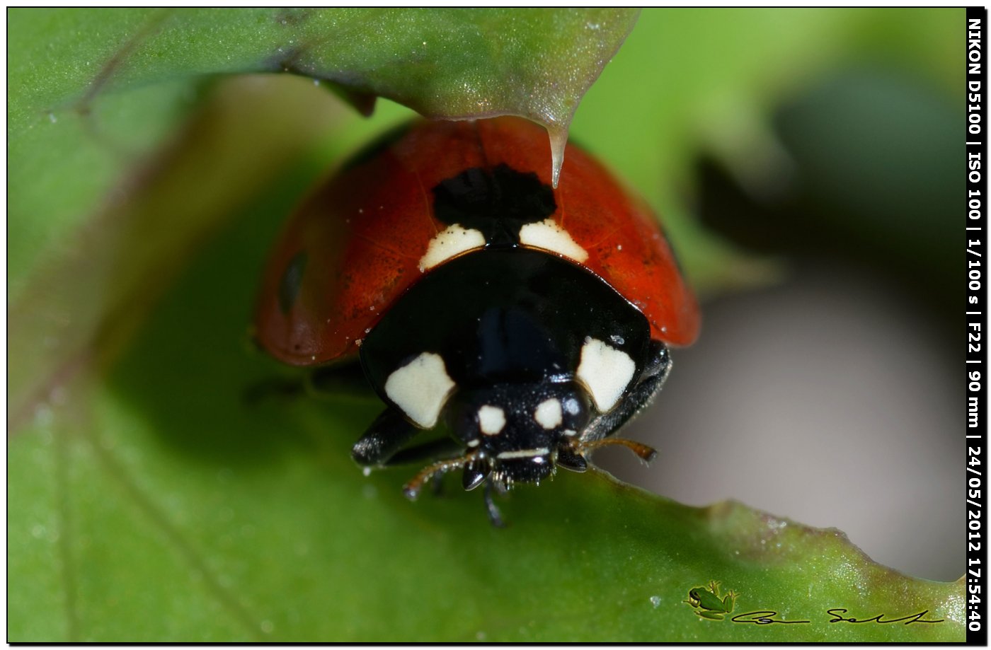 Coccinella septempunctata