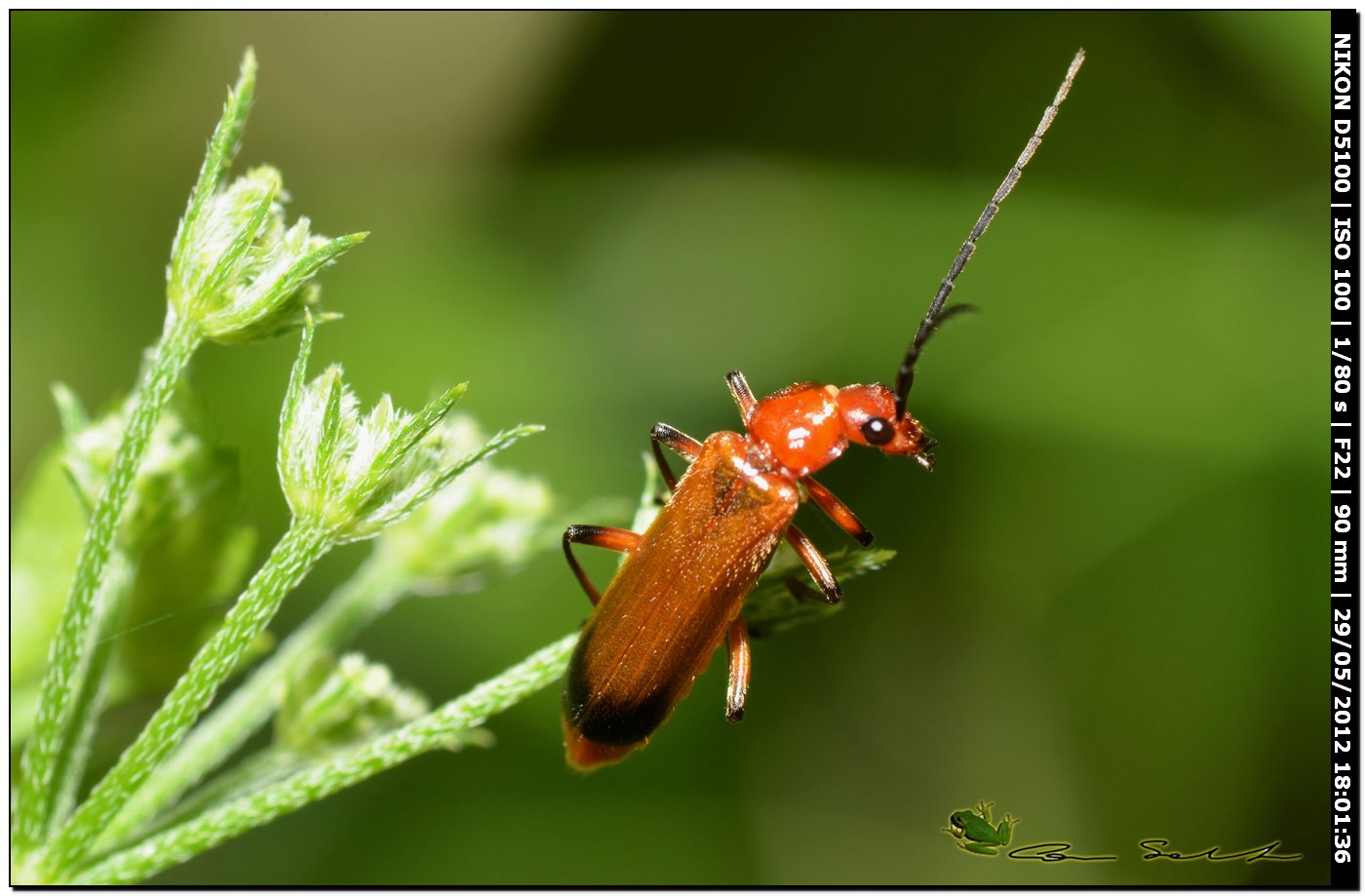 Rhagonycha sp.