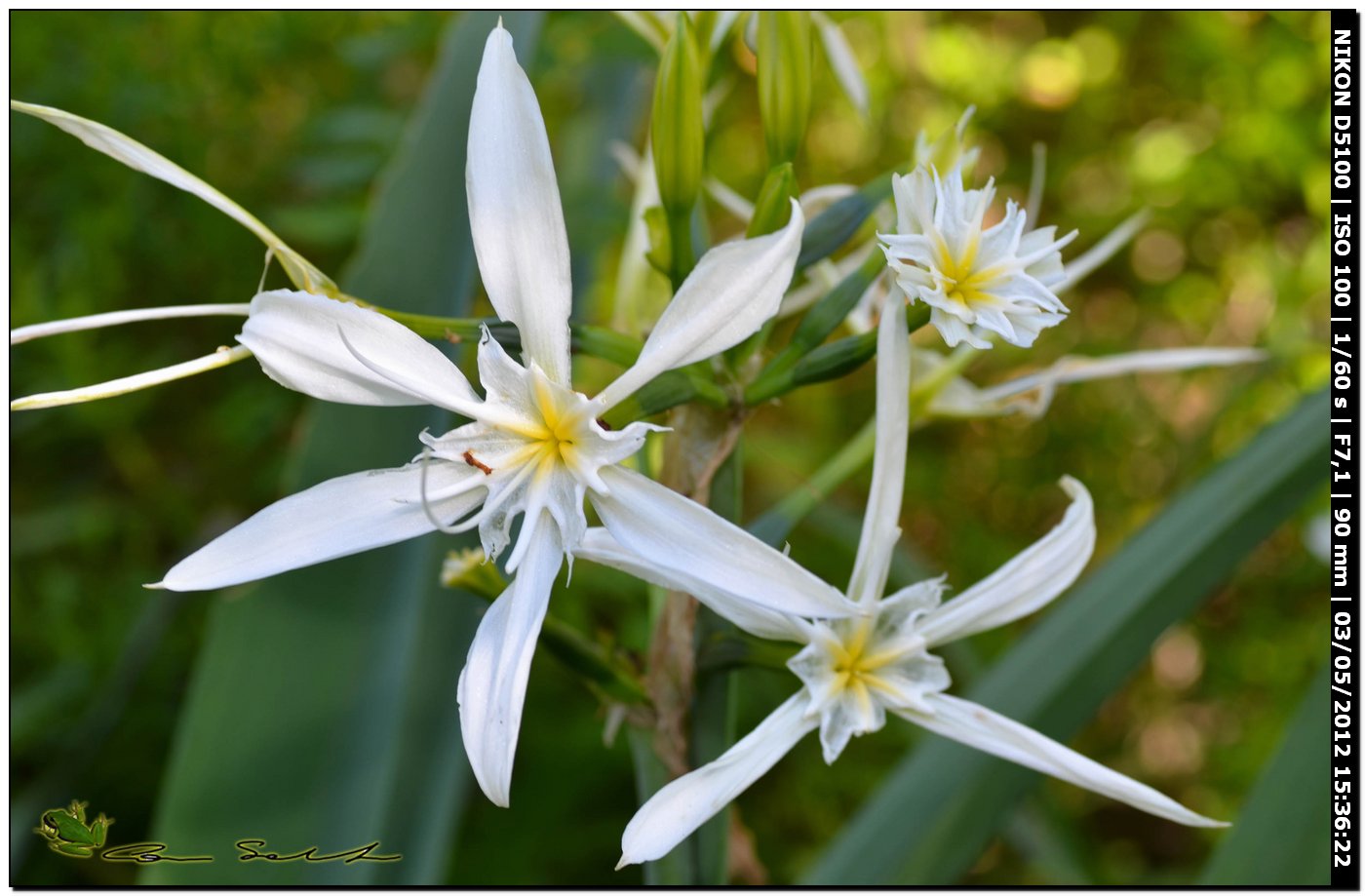 Pancratium illyricum / Giglio di Sardegna