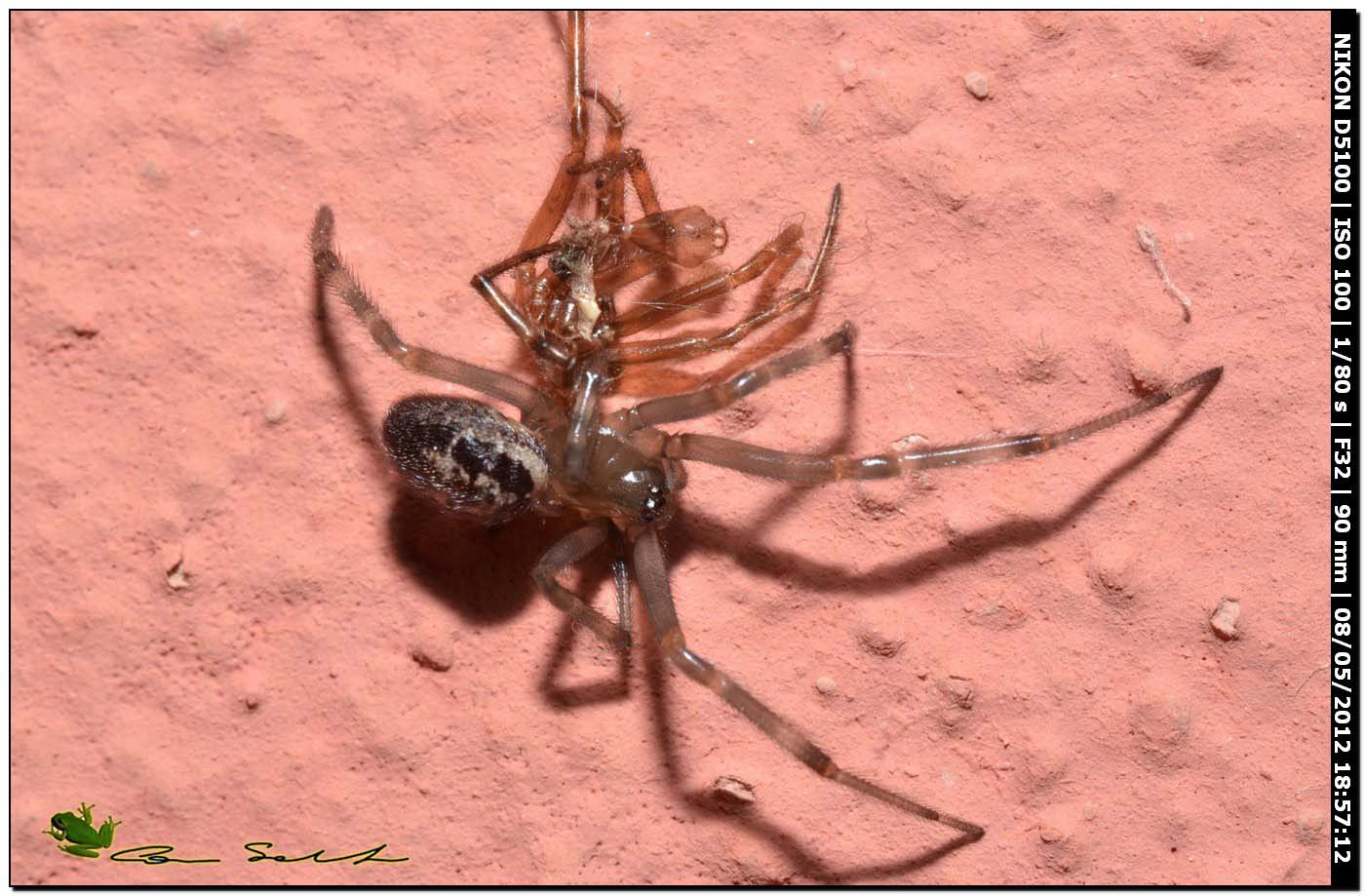 Steatoda nobilis fresca di muta