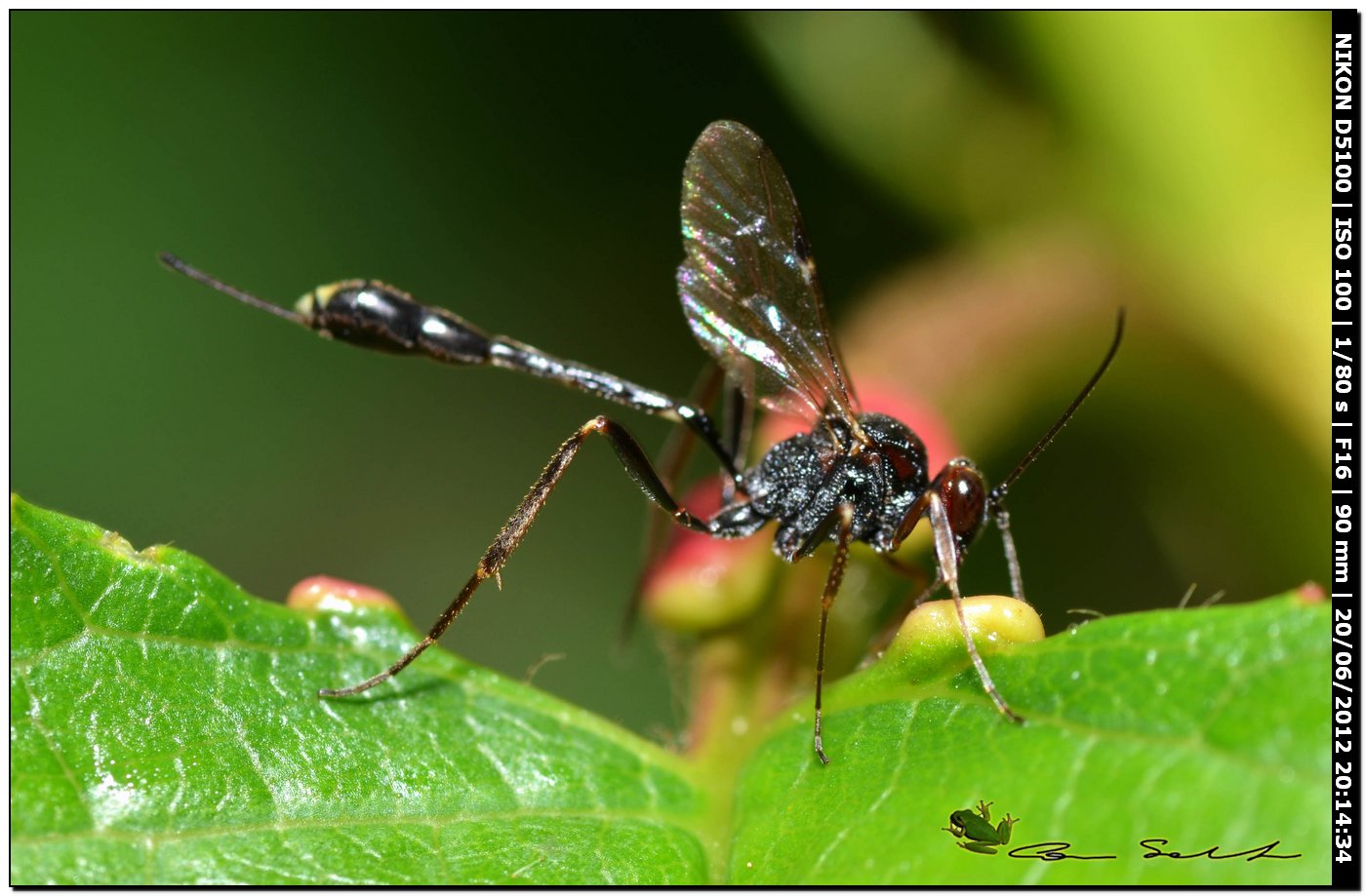 Anomalon cruentatum, Ichneumonidae