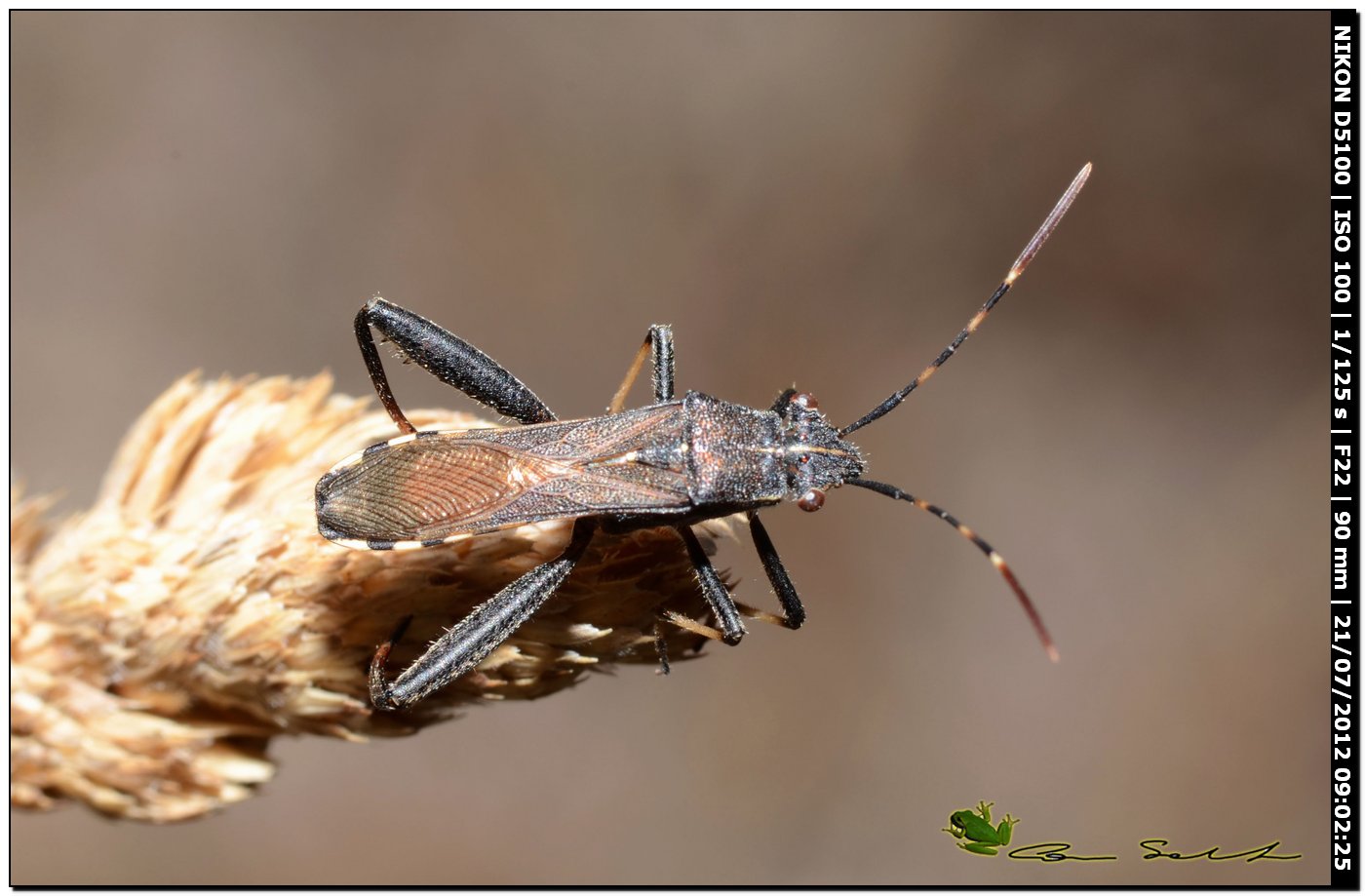 Camptopus lateralis