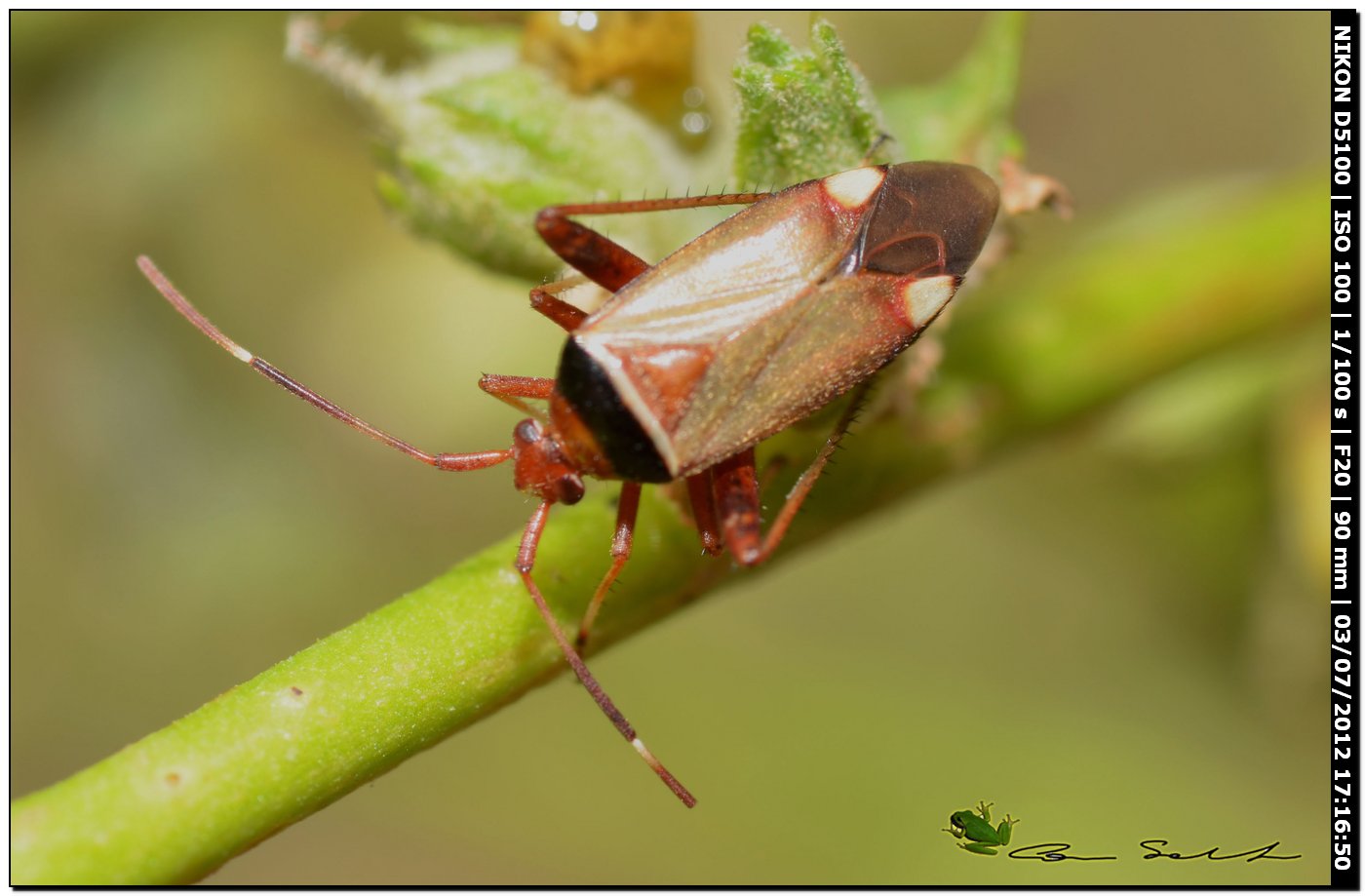 Adelphocoris vandalicus, Miridae