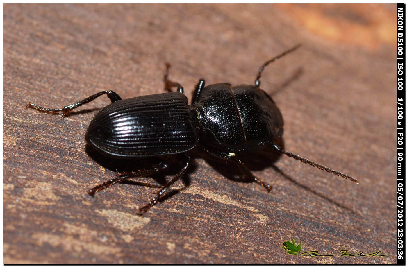 Scarites cyclops? No. Ditomus clypeatus