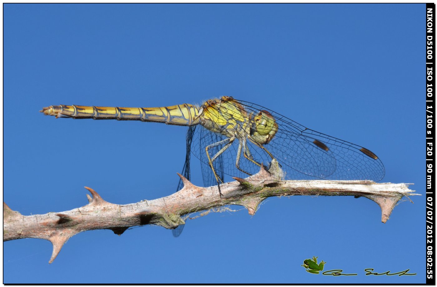 Sympetrum striolatum? o quale?