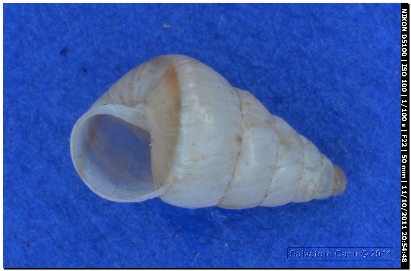 Cochlicella acuta