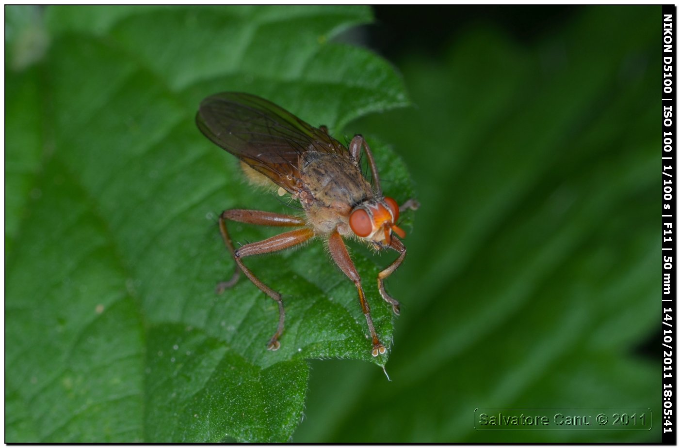 Scathophagidae, Scathopaga sp.