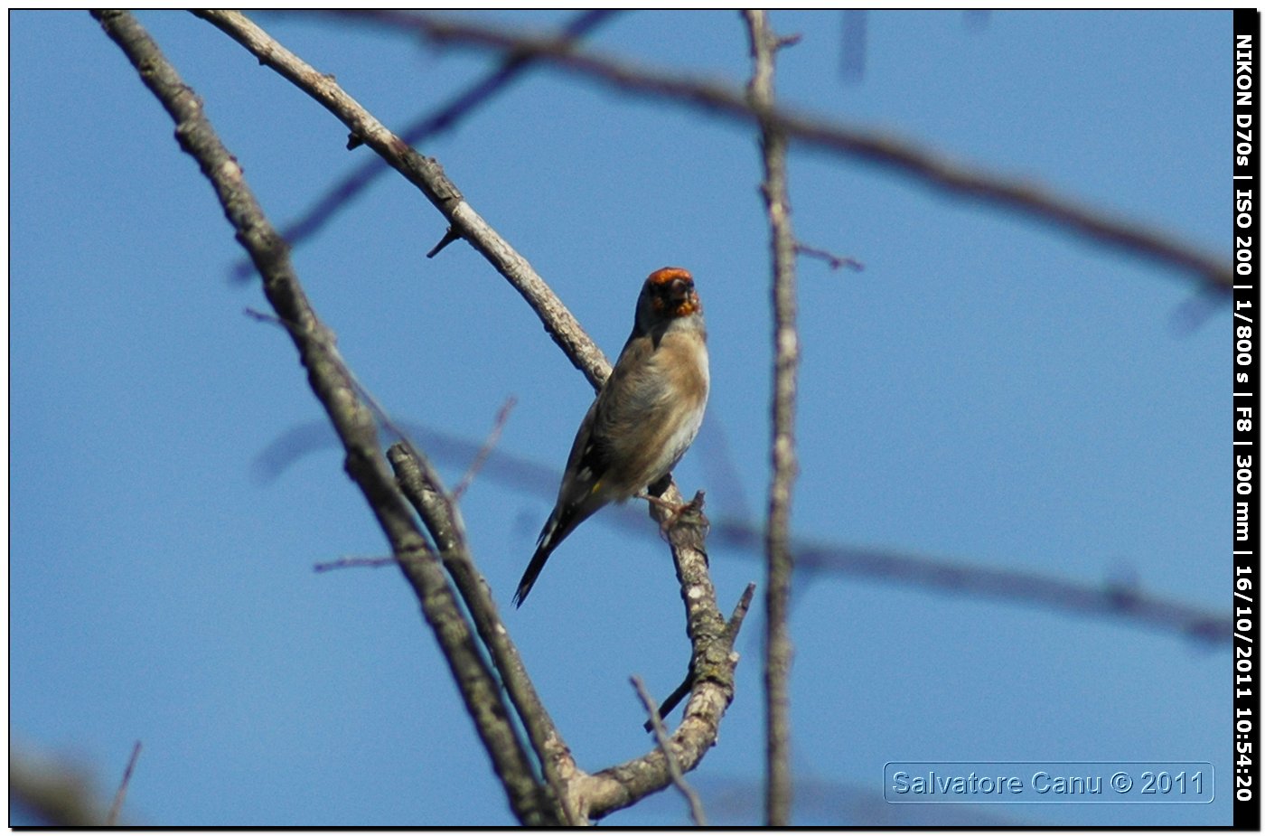 Cardellino ♂ ♀