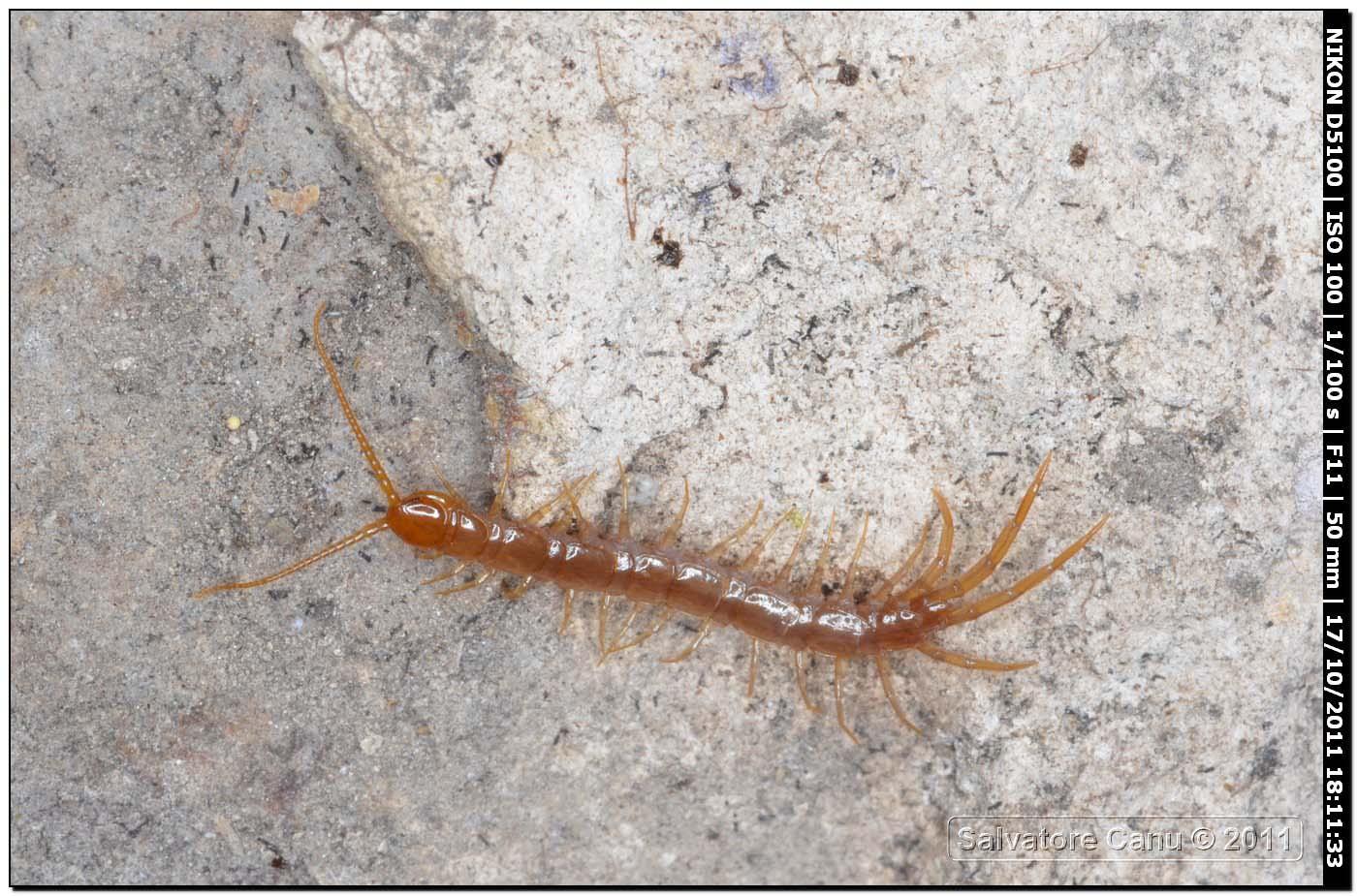 Lithobius sp.