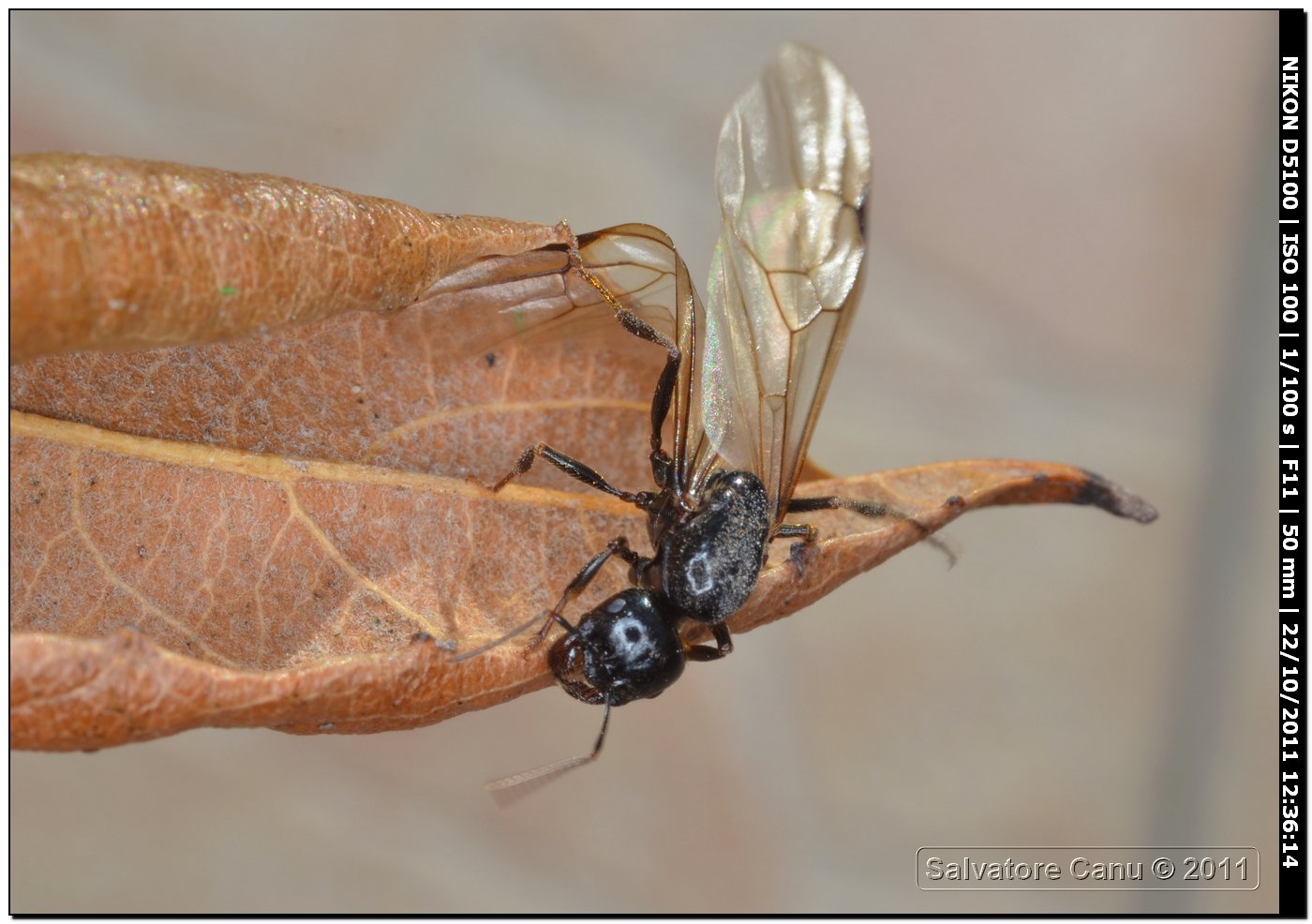 Formica regina? (Femmina e maschio di Messor sp.)