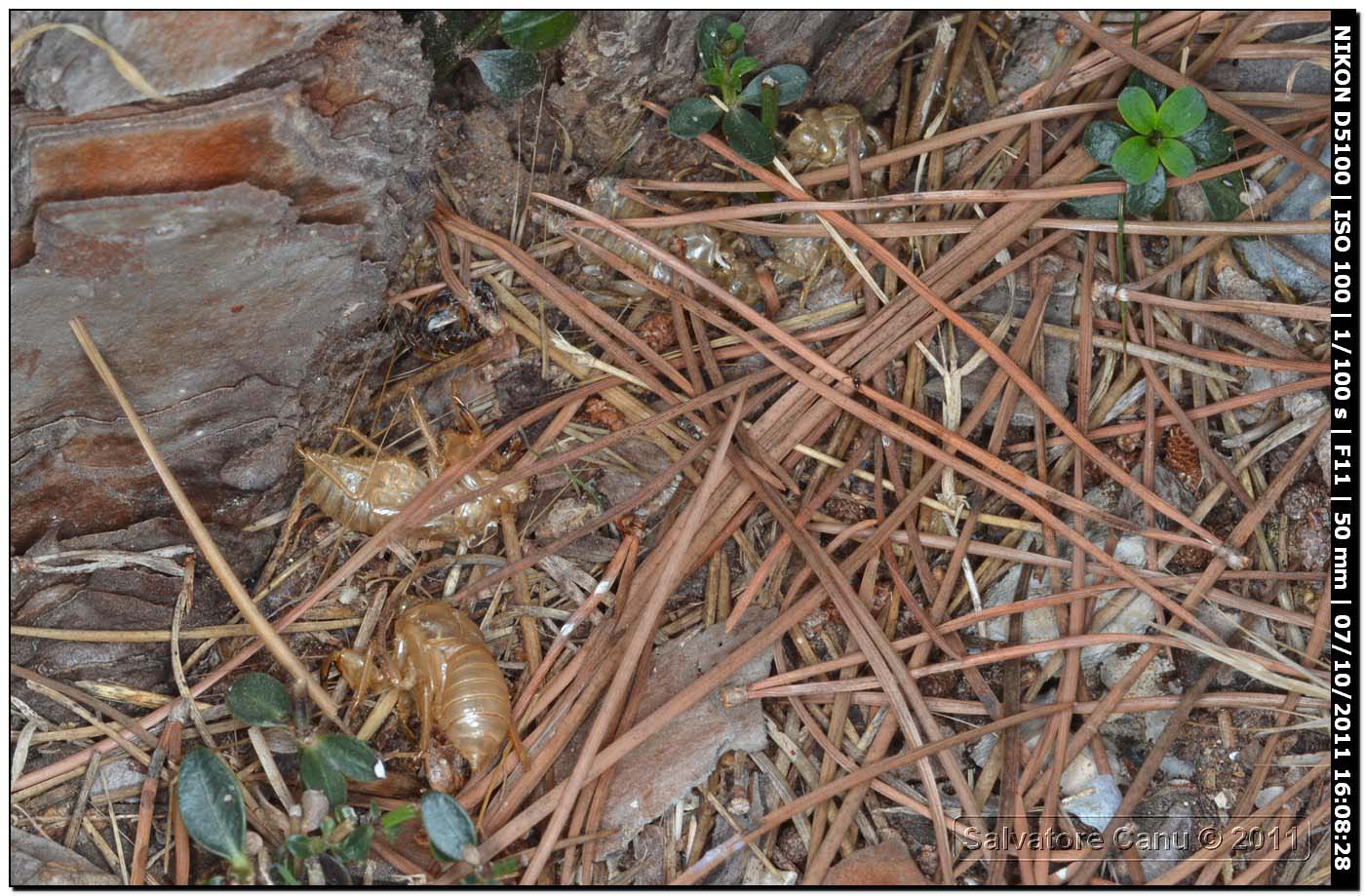 Exuvie di cicala (Cicada orni?)