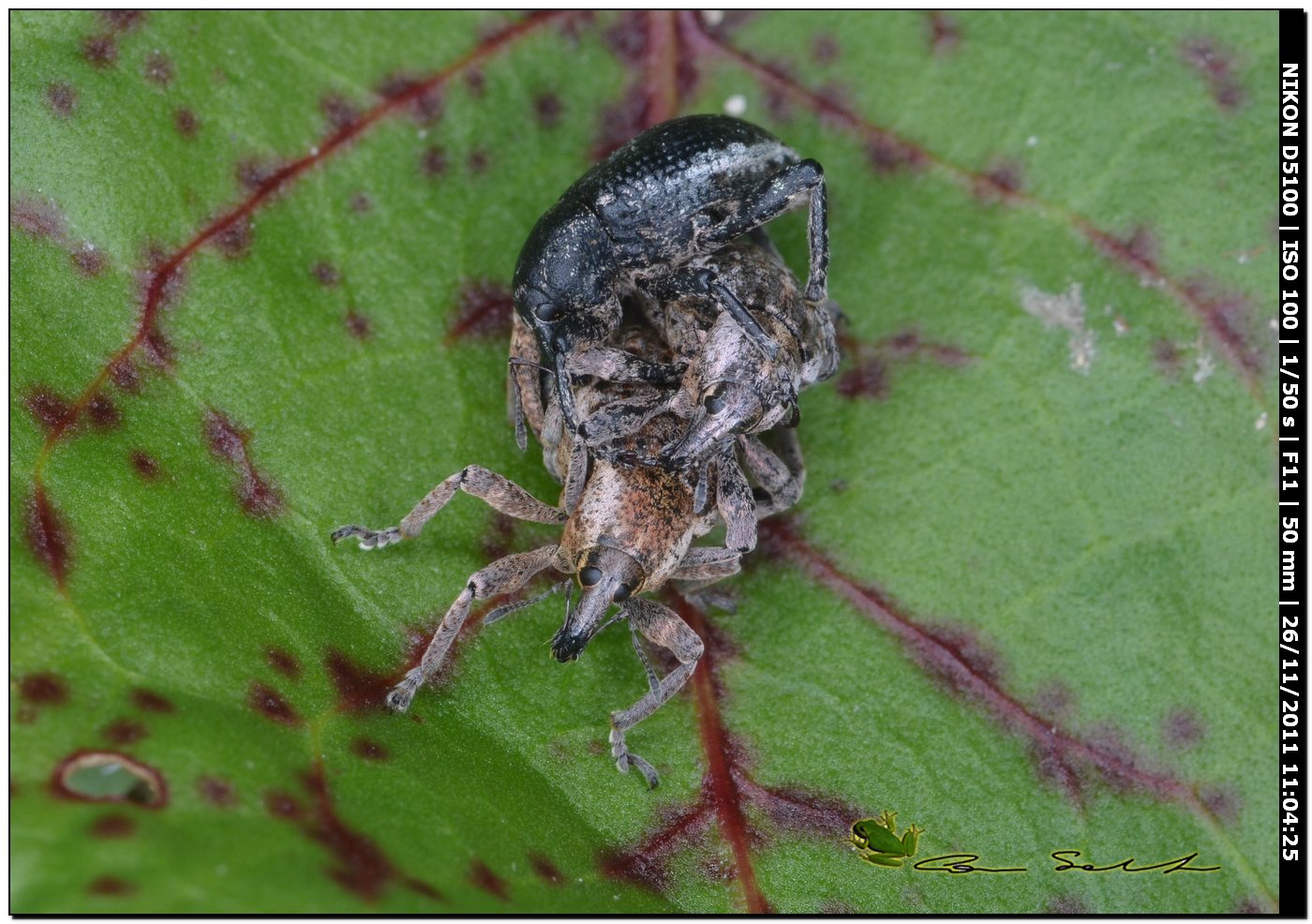 Curculionidae da id.