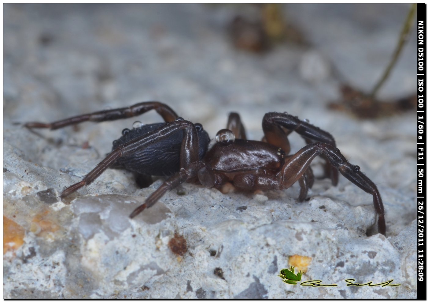 Trachyzelotes sp.