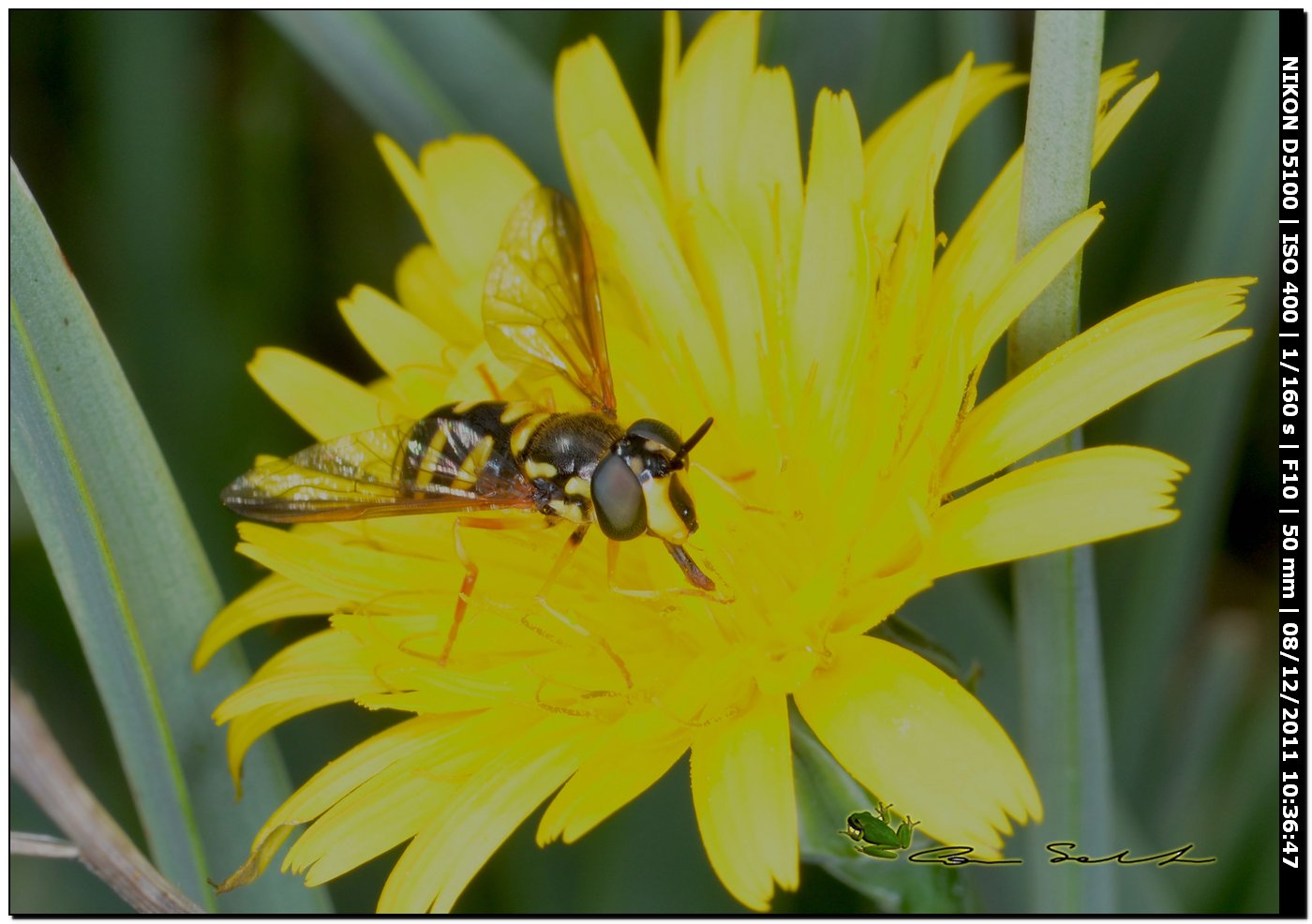 Chrysotoxum cf intermedium