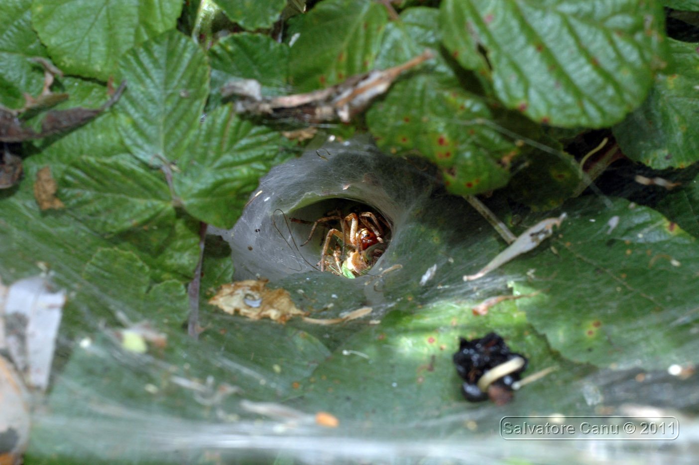 Larinioides sp.; Agelena labyrinthica