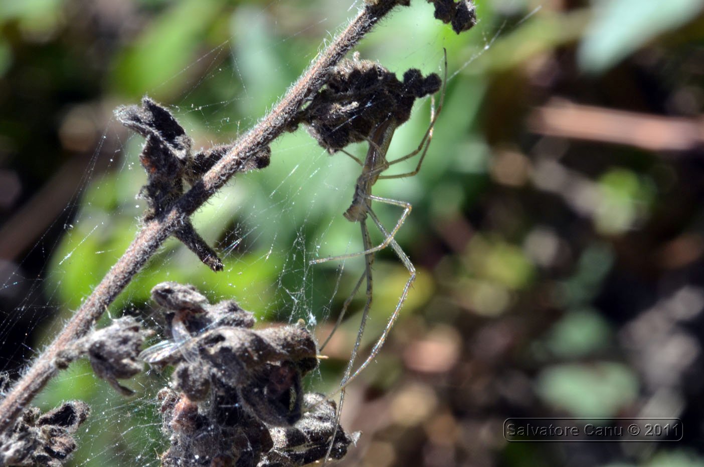 Tetragnatha sp.