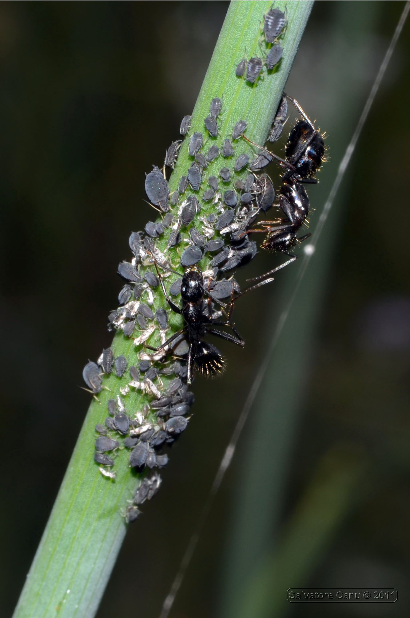 Camponotus aethiops con afidi