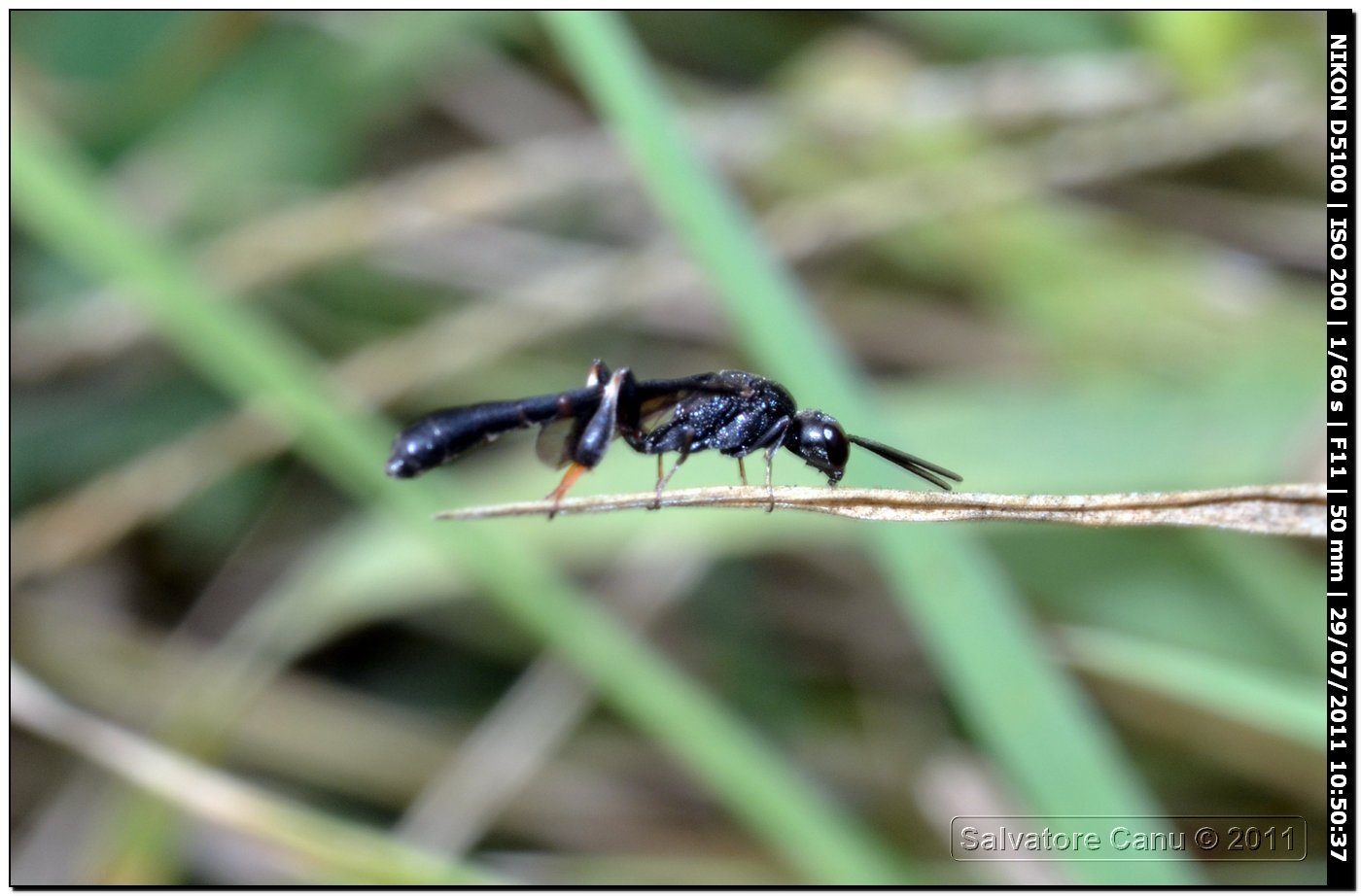 Gasteruptiidae