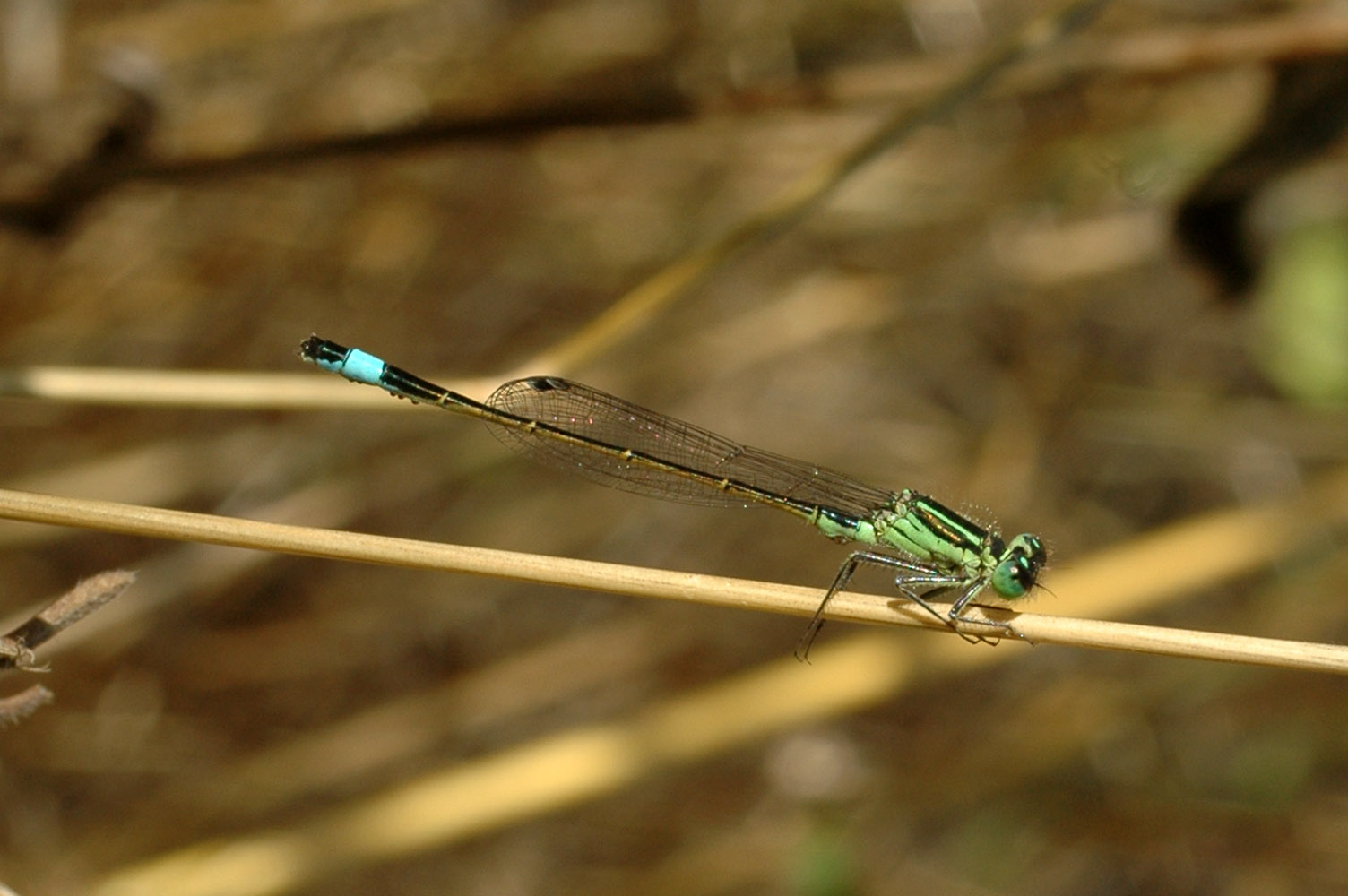 ... anche questa per ID - Ischnura genei (maschio)