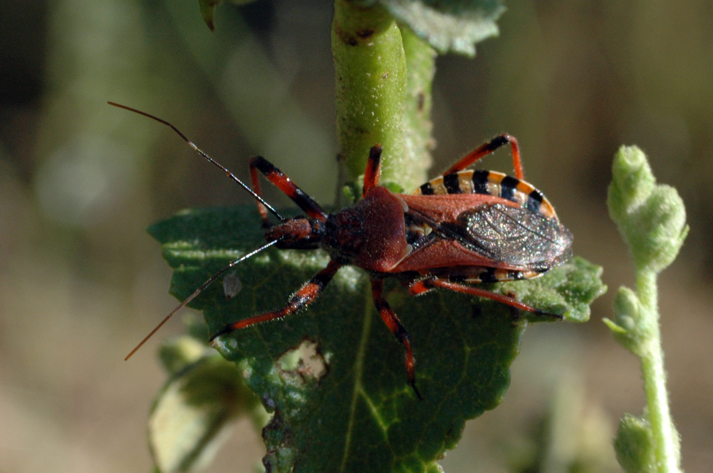 Reduvidae: Rhynocoris erythropus dei dintorni di Usini (SS)