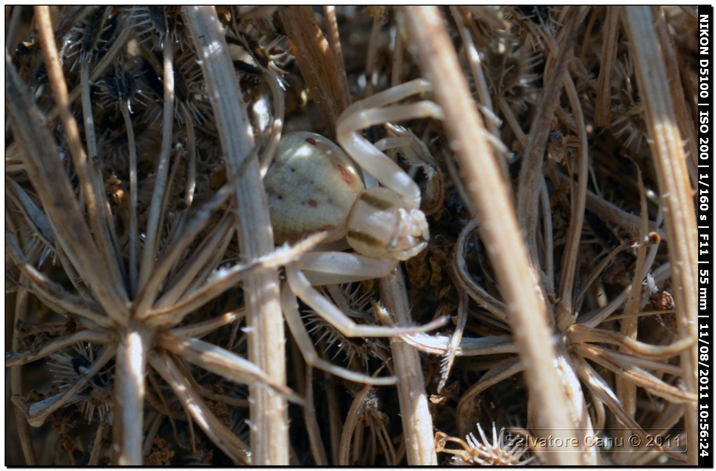 Misumena vatia