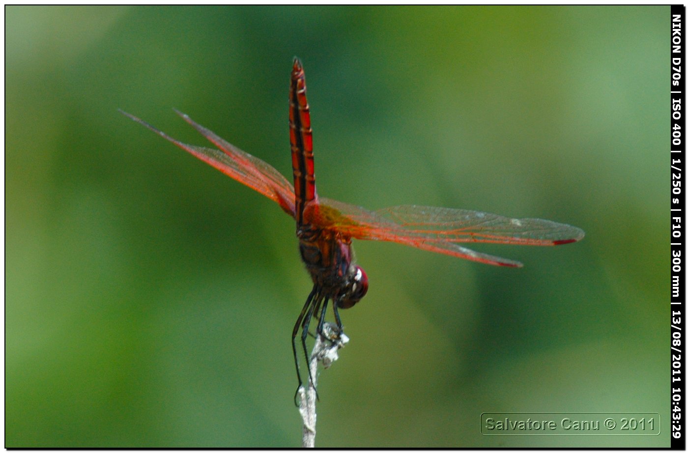 Trithemis annulata