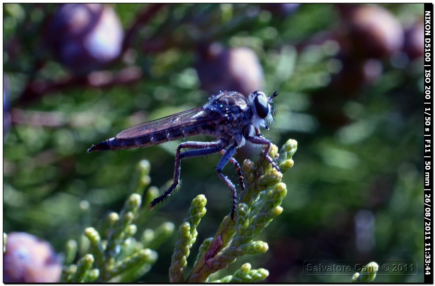 Asilidae