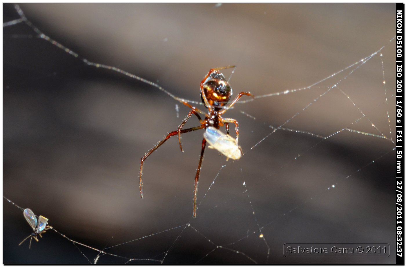 Argyrodes sp.