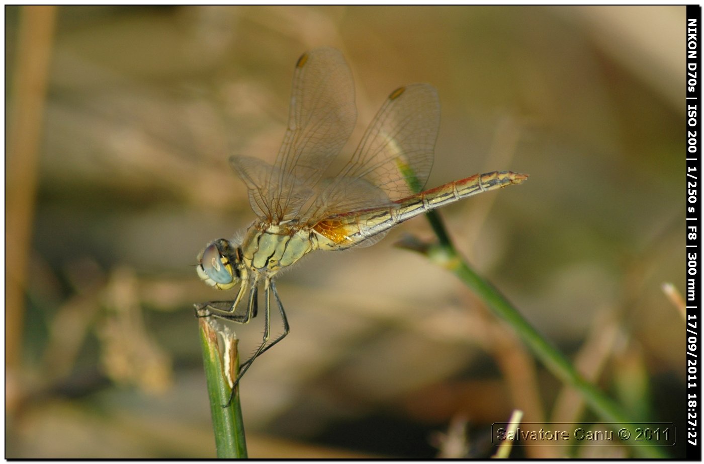 Sympetrum fonscolombii