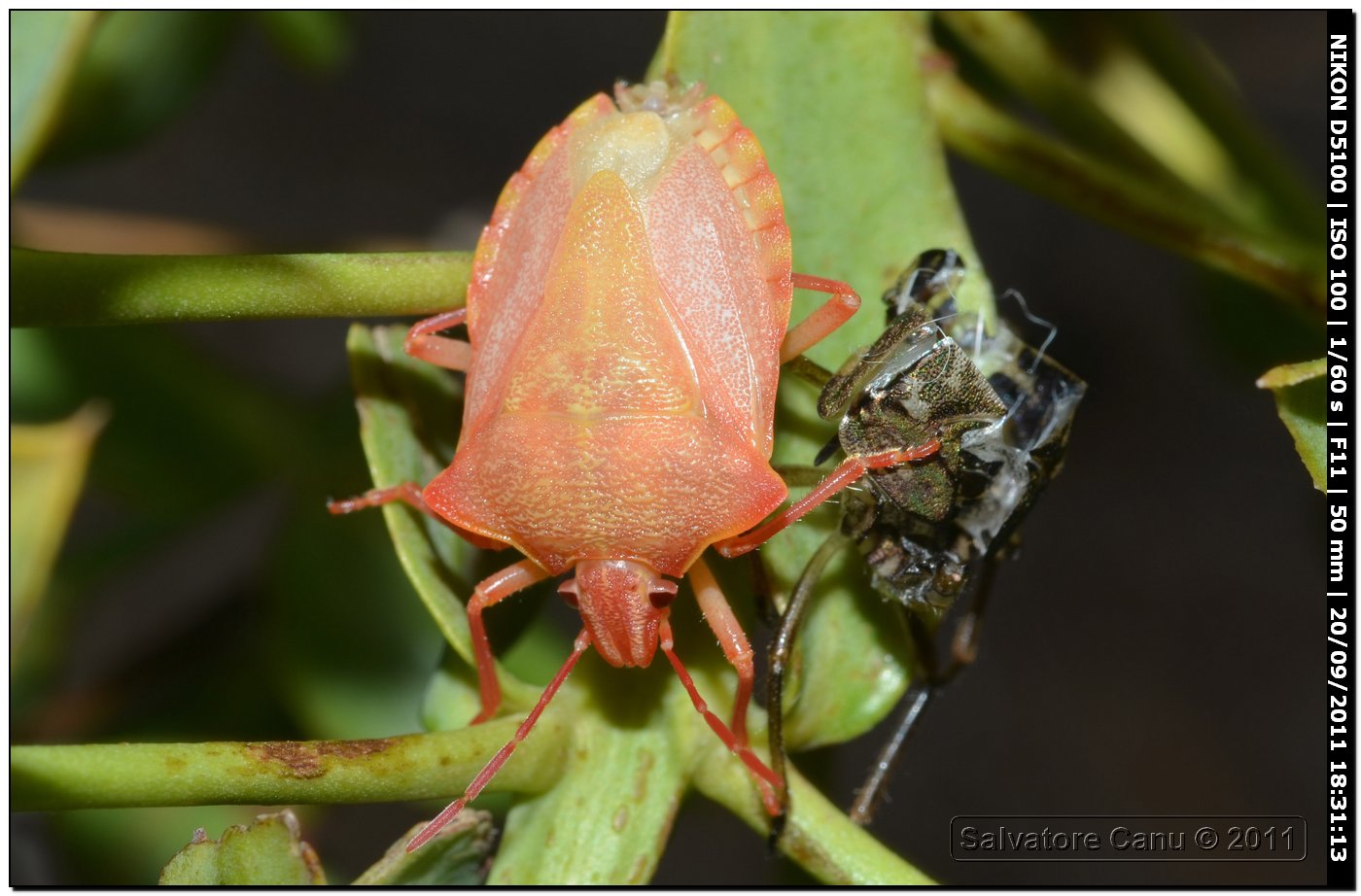 Pentatomidae sorpreso dopo l''ultima muta - Carpocoris sp.