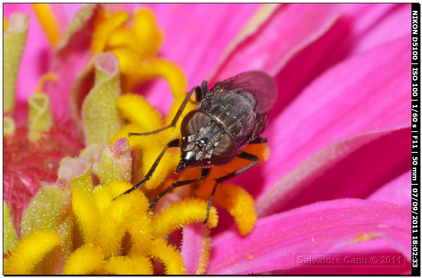 Calliphoridae, Stomorhina lunata femmina