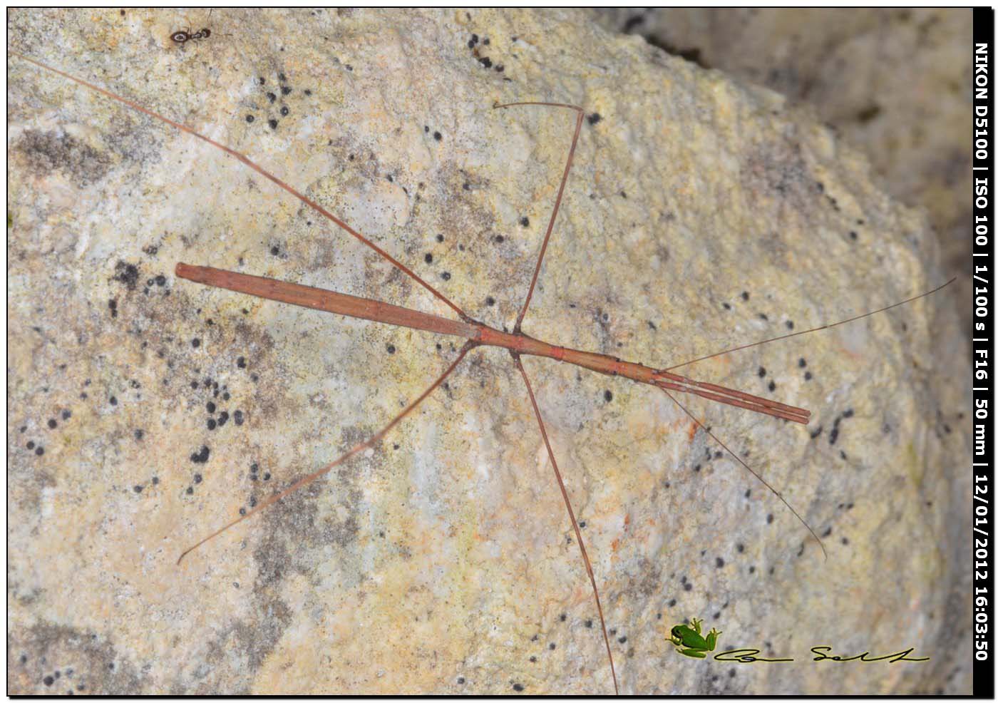 eterottero Reduviidae Emisinae della Sardegna