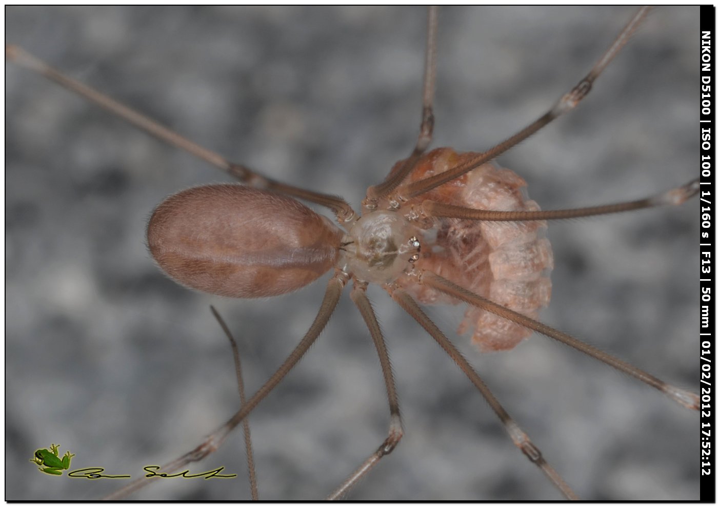 Pholcus phalangioides