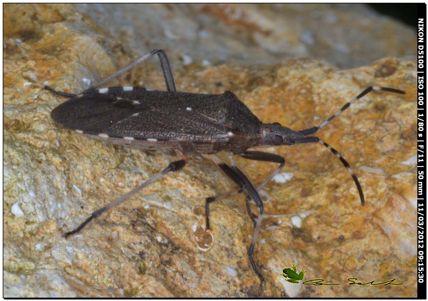 Stenocephalidae: Dicranocephalus agilis della Sardegna